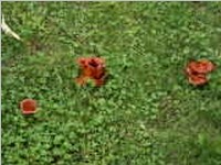 Dunkler Ölbaumpilz4